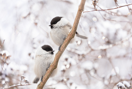 Two little birds perching on snowy branch. Black capped chickadee. Winter time