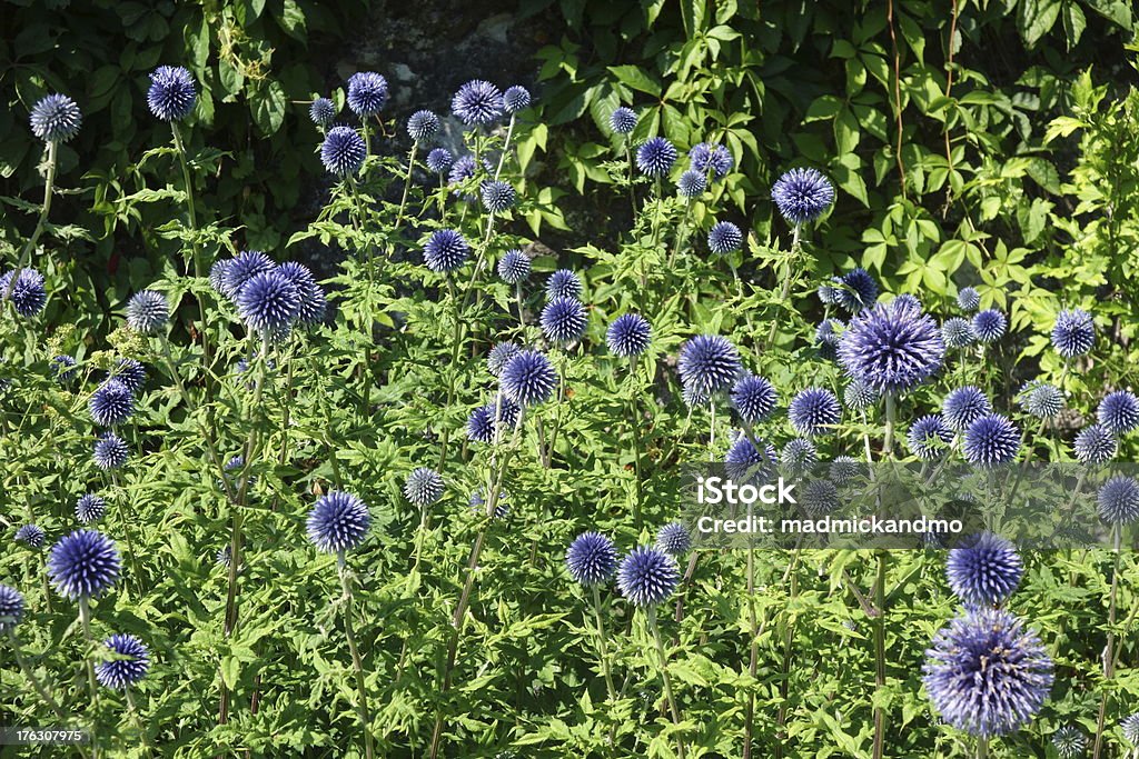 beautiful globe thistles lots of beautiful globe thistles Beauty In Nature Stock Photo