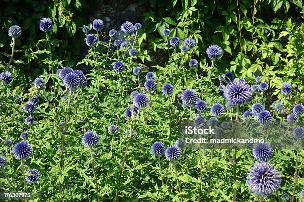 Beautiful Globe Thistles Stock Photo - Download Image Now - Beauty In Nature, Flower, Formal Garden