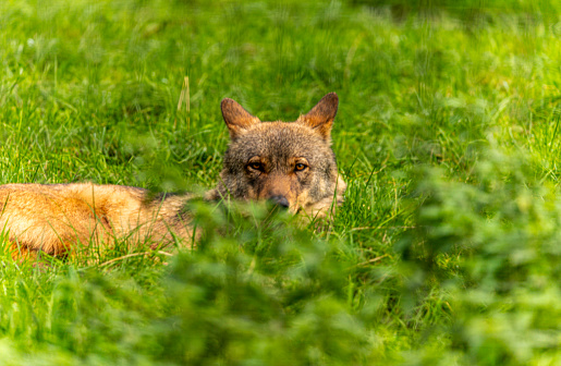 A head shot of wolf looking at the camera from the grass line.