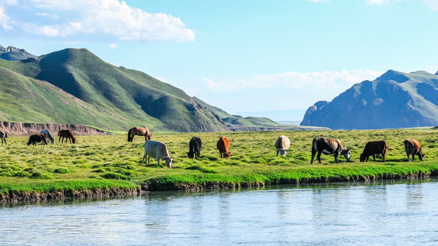 Cows and horses grazing in grassland by river.