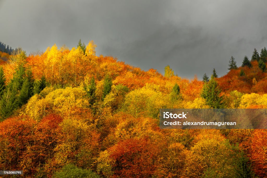 Autumn colors Beautiful autumn colours in Sangeorz-Bai, Transilvania, Romania Autumn Stock Photo
