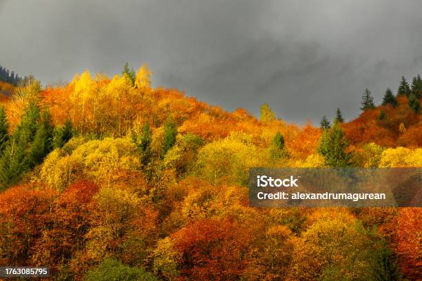 Autumn Colors Stock Photo - Download Image Now - Autumn, Autumn Leaf Color, Backgrounds