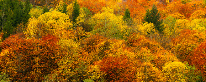 Reflection of autumn foliage in the mountains of Trentino Alto Adige
