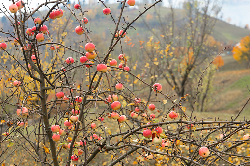 Ripe organic apples on branch