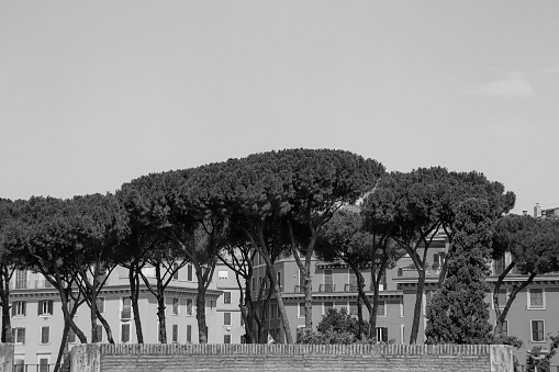Black and white line of Stone pine trees (umbrella pine, parasol pine) in front of European architecture style buildings in the background