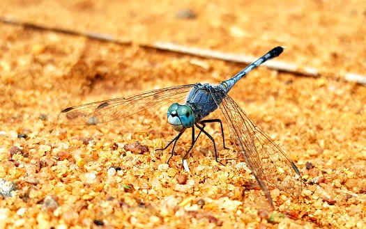 Blue dragonfly