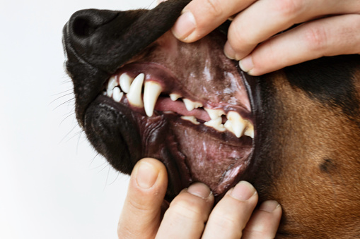 Dental examination by veterinarian of Doberman Pinschers teeth in front of white background.