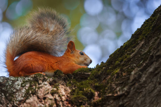 istock Squirrel in the autumn park. 1763114839