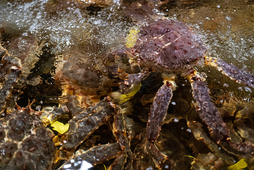 King crabs being prepared for sale in a water tank.