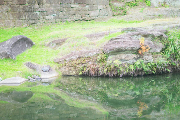 Emys orbicularis is only indigenous inland turtle in Slovenia. Its habitat is mainly stagnant or slow-flowing waters, surrounded by vegetation. Its habitat is in Barje swamps near Ljubljana, Slovenia.