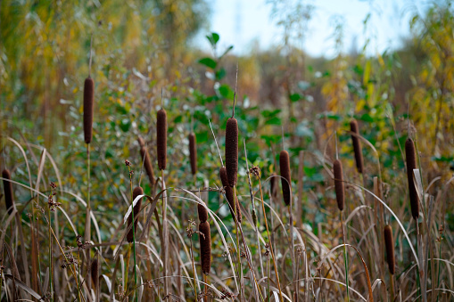 Great reedmace, Typha latifoli, bulrush in the foreground with the background of autumnal vegetation, marshland