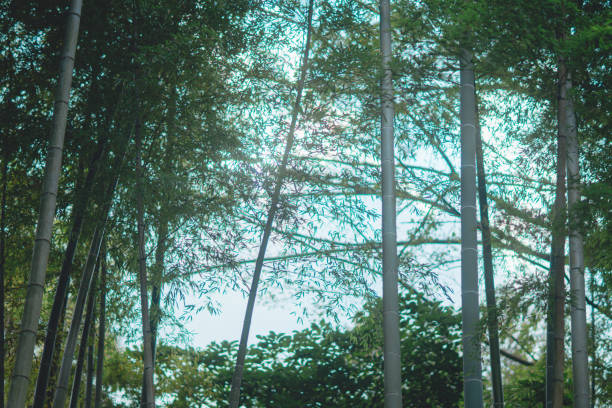 Low angle view up bamboo trees, bamboo grove, Arashiyama, near Kyoto