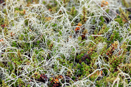 Arctic Tundra lichen moss close-up. Found primarily in areas of Arctic Tundra, alpine tundra, it is extremely cold-hardy. Cladonia rangiferina, also known as reindeer cup lichen.