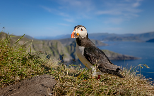 Atlantic puffin (Fratercula arctica), on the rock on the island of Runde (Norway). It is the only puffin native to the Atlantic Ocean.