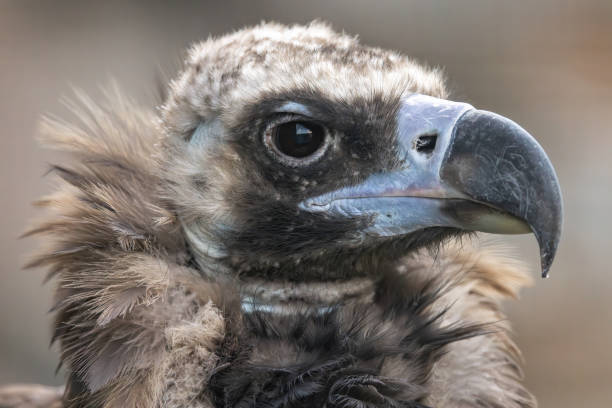 istock Cinereous vulture (Aegypius monachus) is a large raptorial bird that is distributed through much of temperate Eurasia. It is also known as the black vulture, monk or Eurasian black vulture. 1763126895
