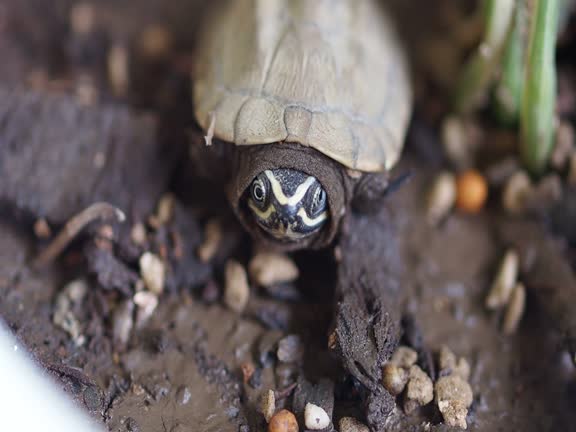 Close-up photo of little turtle