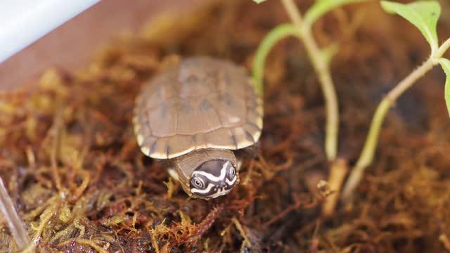 Close-up photo of little turtle