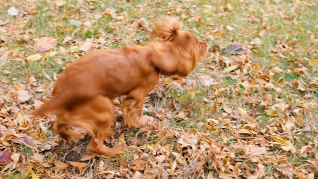 An English Cocker Spaniel dog playfully rolls among yellow autumn leaves