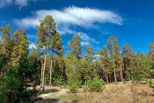 A bottom-up view of the blue sky through the crowns of pine trees in autmn woods. Kreminna Nature Reserve, Lugansk reg., Ukraine.