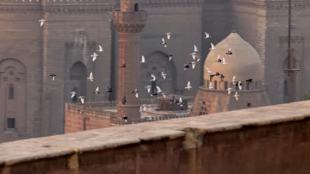 Slow motion shot of pigeons birds flies against background of Mosque Madrasa of Sultan Hassan, Cairo, Egypt. Birds in the city