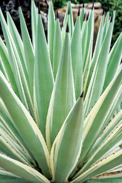 istock a plant in the garden. 1763149553