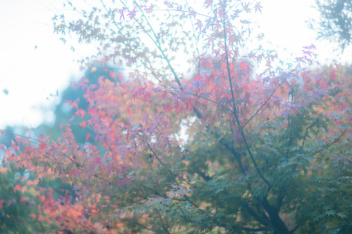 Gardens in Kamakura in autumn