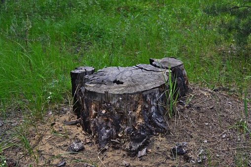 tree stump in the forest isolated copy space