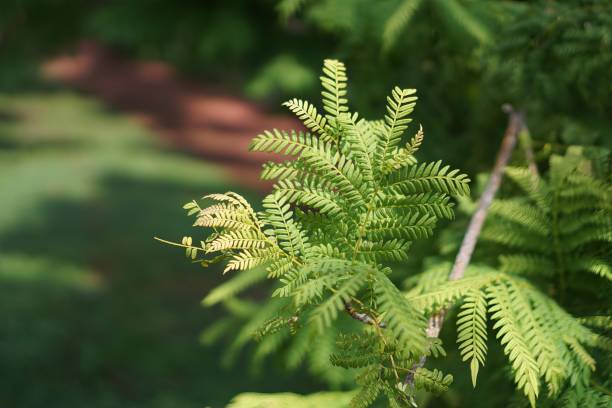 istock a tree branch with a few leaves. 1763153482