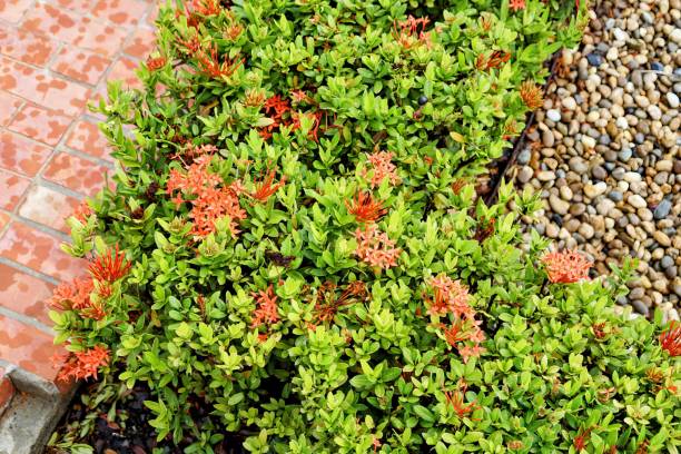 istock a plant with red flowers. 1763154647