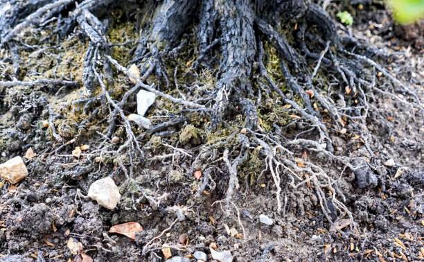 istock roots of a tree in the ground. 1763156261