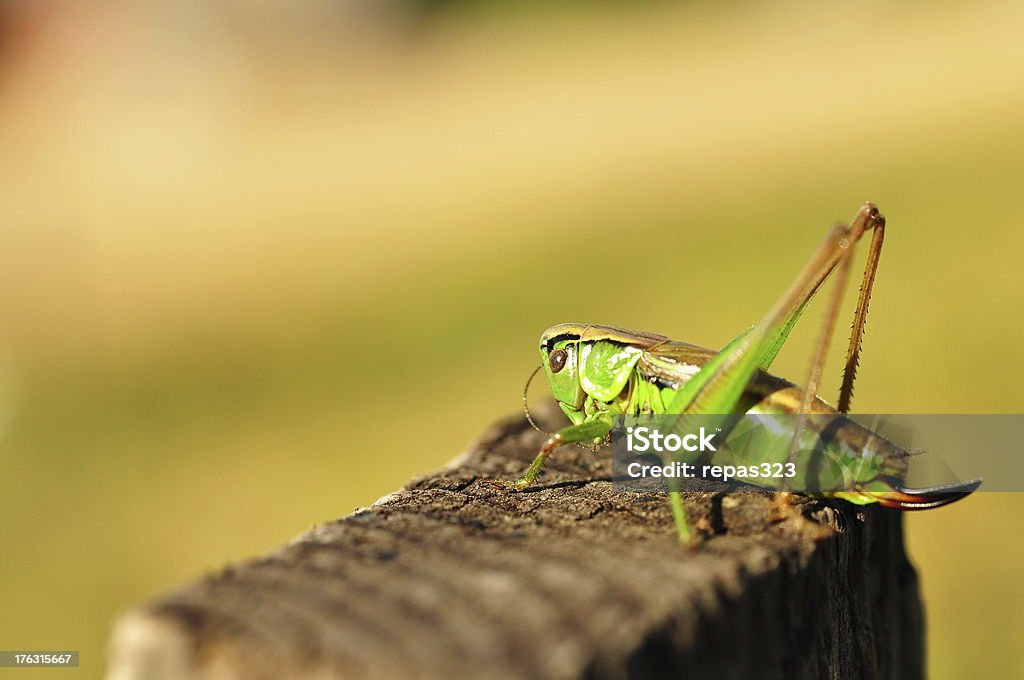 Heuschrecke - Lizenzfrei Bauch Stock-Foto