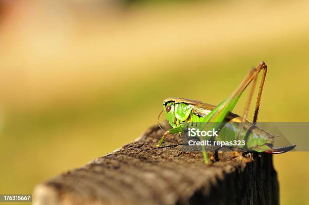 Foto de Grasshopper e mais fotos de stock de Abdome - Abdome, Abdômen, Antena - Parte do corpo animal
