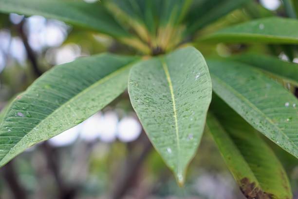 istock a photography of raindrops on a leaf. 1763160734