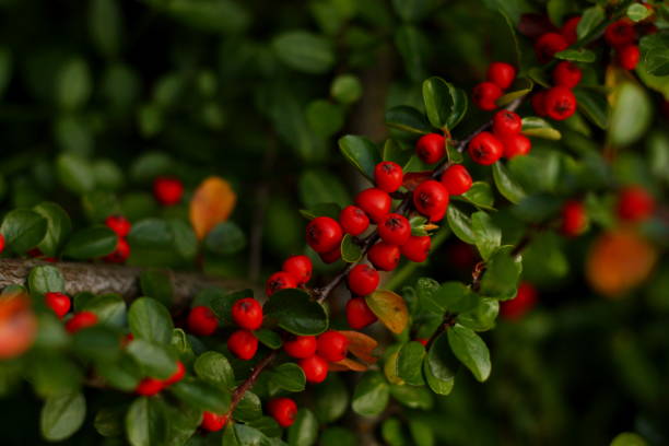 istock Cotoneaster conspicuus horizontalis, red berries on a branch 1763168023