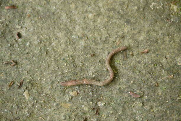 istock earthworm clawing on rough cement floo 1763178482