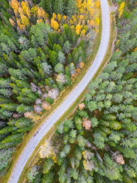 istock a winding road surrounded by trees and fall colors in sweden 1763184587