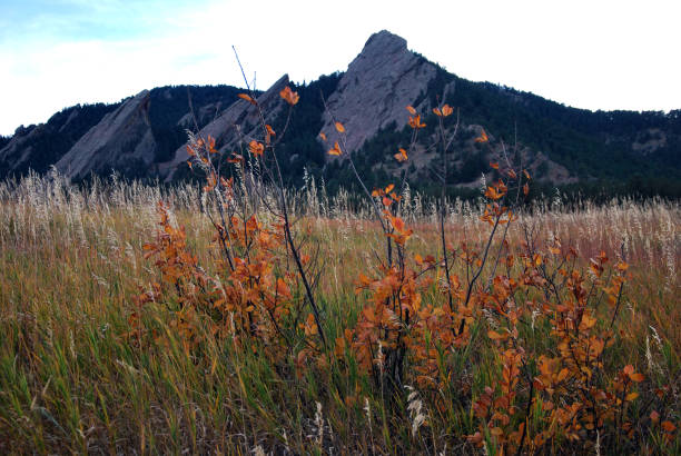 Beneath the historic aura of Colorado Chautauqua, Boulder's vibrant spirit comes alive as a tapestry of autumnal hues unfolds. A resplendent rustic-adorned bush stands proud, while beyond, a golden field of meadow stretches, paving the path to the iconic Rocky Boulder Flatirons.