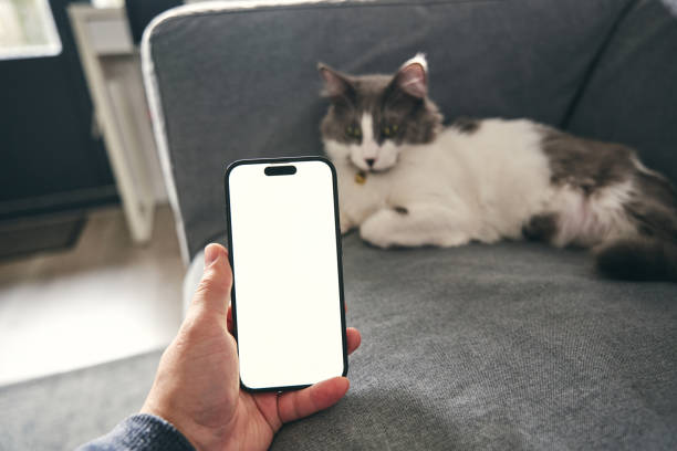 istock smartphone and pet gray cat 1763194560