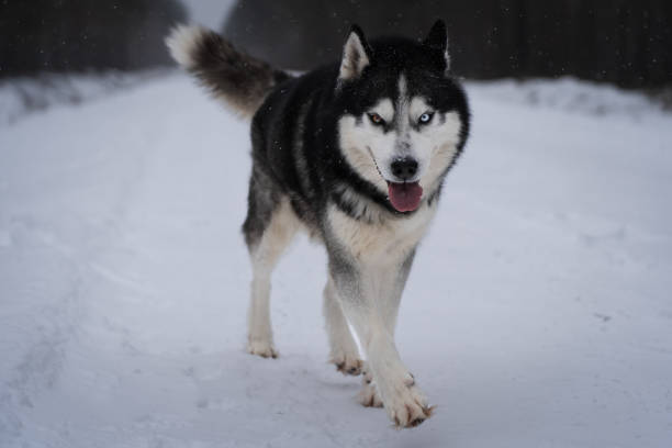 istock A beautiful Siberian Husky dog with multi-colored eyes runs through the snow in winter. 1763199465