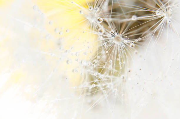 istock dandelion seed  in the garden 1763209462
