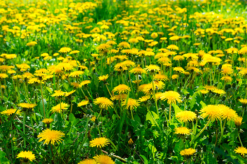 Bright beautiful background of yellow dandelions flowers