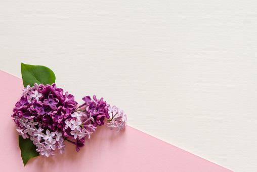 Minimal template with blank copy space and a branch of lilac flowers, two green leaves on a light white pink background. Flat lay, top view. Mockup