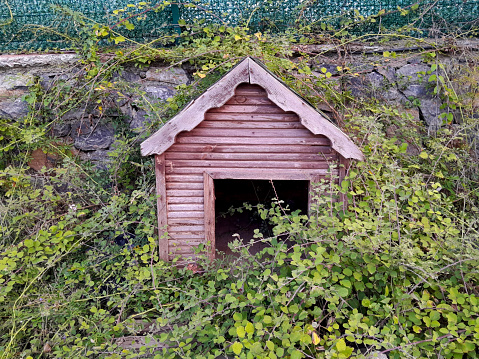 Doghouse overgrown with weeds
