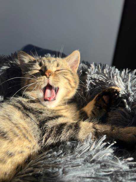istock Cute tabby cat lying on the sofa, close up. 1763264476