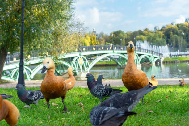 istock Red ducks or Ogar ducks and pigeons on the river bank with a beautiful bridge. 1763285411