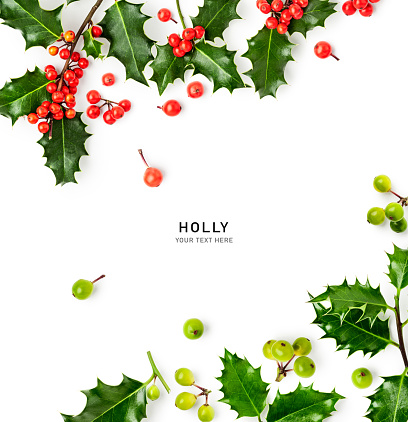 Holly leaves red green berry frame border isolated on white background. Christmas decoration. Holiday symbol. Creative layout. Design element. Flat lay, top view