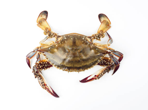 istock Portunus armatus on white background 1763296771