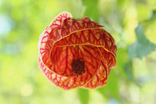 Red flower of the Callianthe striata plant, popularly known as Abutilon striatum, Chinese lantern, Japanese lantern, bell, among others. It is a plant from the Malvaceae family, native to Brazil.