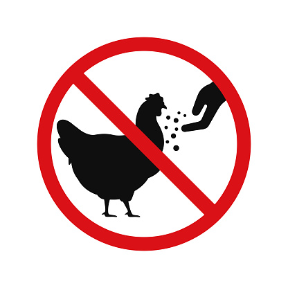 Do not feed the chicken icon sign symbol isolated on white background